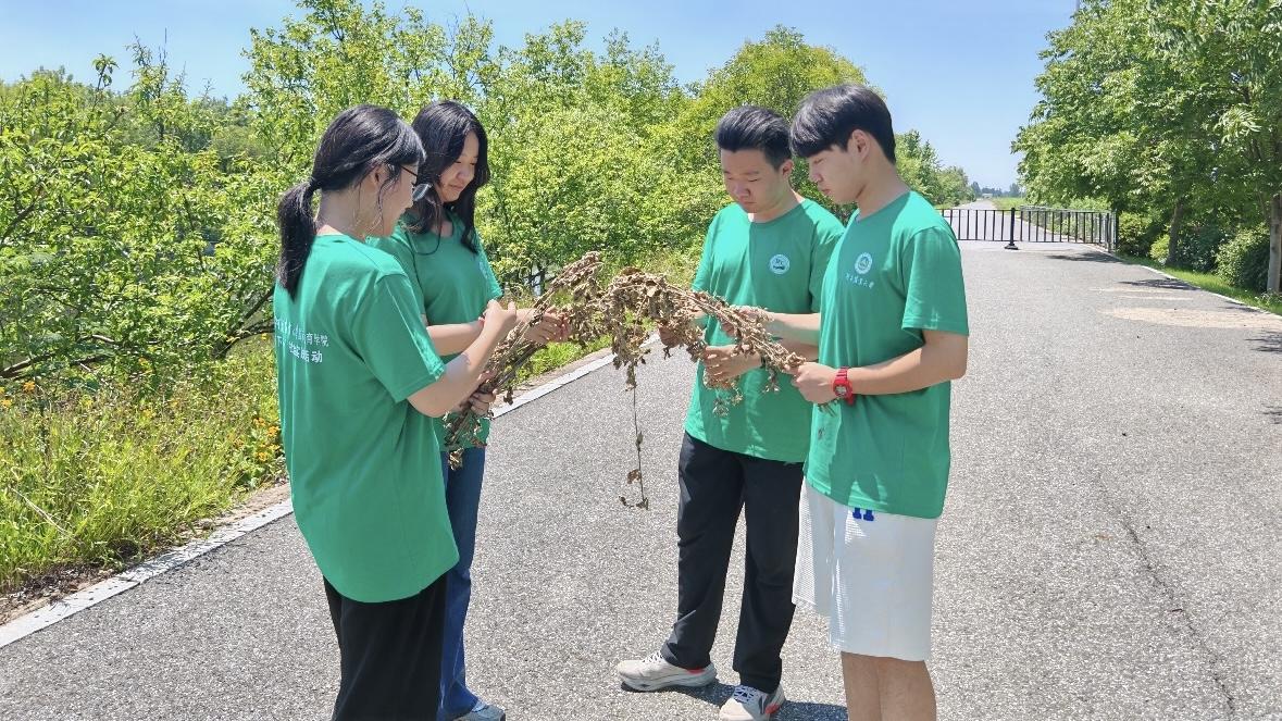 河南農(nóng)大學(xué)子走進(jìn)艾草“超級工廠” 探索科技賦能鄉(xiāng)村振興之路
